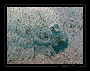 Flatfish  in Marsa Shagra - Egypt - Canon S90 with hand t... by Patrick Tutt 